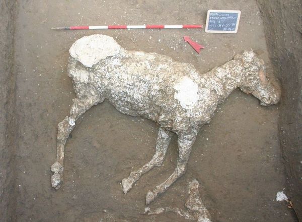 Victim of Horrific Vesuvius Eruption Had Exploded Skull and Glass-Like Brain, Study Reveals Victim of Horrific Vesuvius Eruption Had Exploded Skull and Glass-Like Brain, Study Reveals - Sputnik International