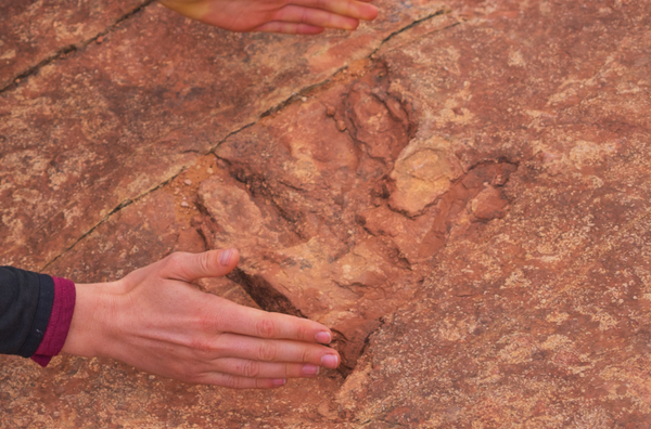 Dinosaur track located at Utah's Red Fleet State Park Dinosaur track located at Utah's Red Fleet State Park - Sputnik International