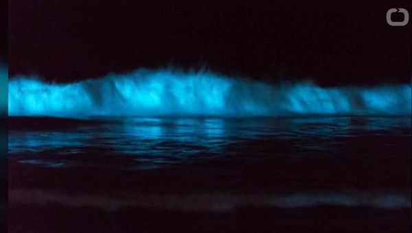 Why San Diego's tides are glowing blue - Sputnik International