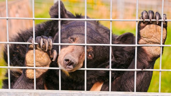 Asian black bear - Sputnik International