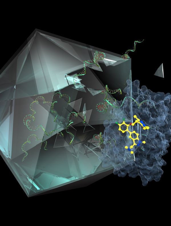 Illustration to paper 'Fragment-derived inhibitors of human N-myristoyltransferase block capsid assembly and replication of the common cold virus' - Sputnik International