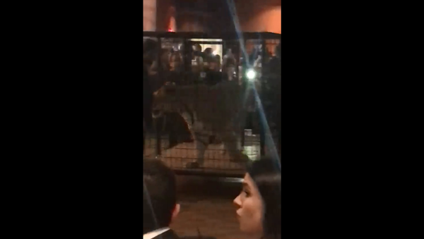 Florida's Christopher Columbus High School hosts caged tiger for jungle-themed prom - Sputnik International