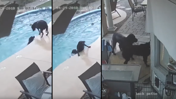 Lifeguard Retriever: Black Lab Hops in Pool to Save Struggling Bud - Sputnik International