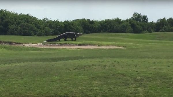 Giant alligator - Sputnik International