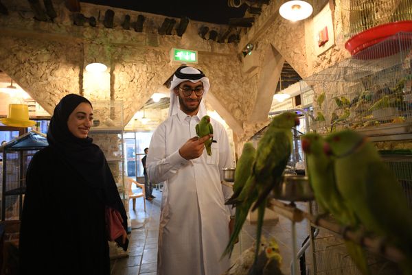Shoppers of a zoo shop at the Souq Waqif market in Doha, Qatar. Shoppers of a zoo shop at the Souq Waqif market in Doha, Qatar. - Sputnik International