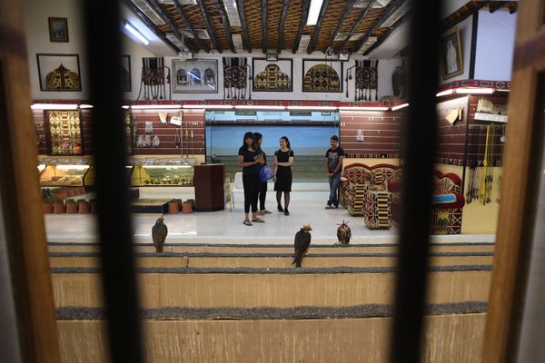 Selling falcons in the capital city of Doha, Qatar. Selling falcons in the capital city of Doha, Qatar. - Sputnik International