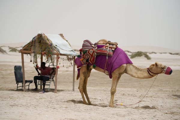 Camel driver, resting in the desert of Khor Al Adaid, Doha, Qatar. Camel driver, resting in the desert of Khor Al Adaid, Doha, Qatar. - Sputnik International
