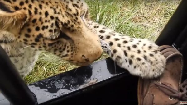 Fearless Tourist Lets Leopard Get Far Too Close To Him - Sputnik International