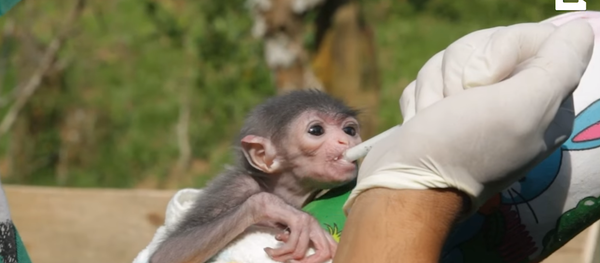 Endangered Newborn Javan Gibbons Hand-Reared by Indonesian Rescue Centre - Sputnik International