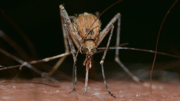 Mosquito - Sputnik International