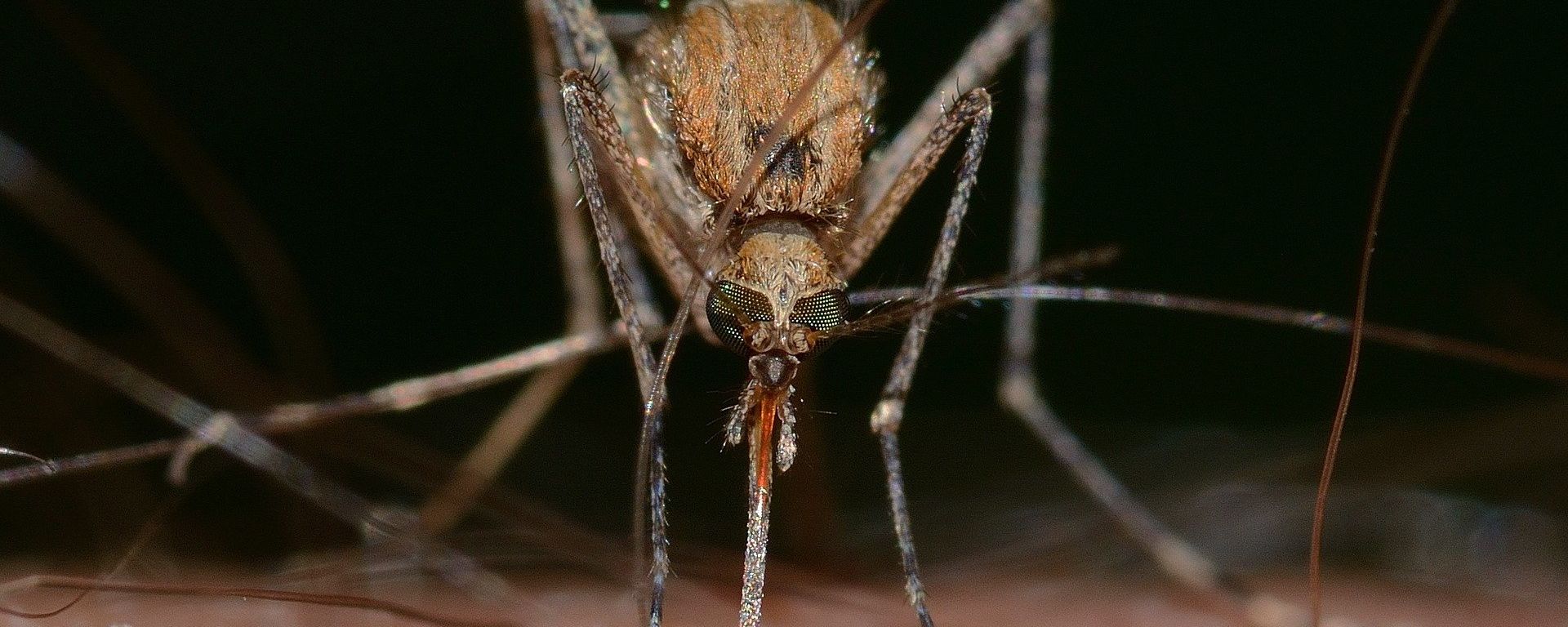 Mosquito Mosquito - Sputnik International, 1920, 18.08.2021