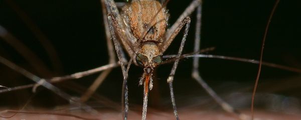 Mosquito Mosquito - Sputnik International