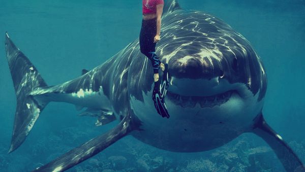 Shark Shark - Sputnik International
