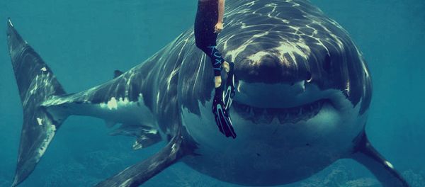 Shark - Sputnik International
