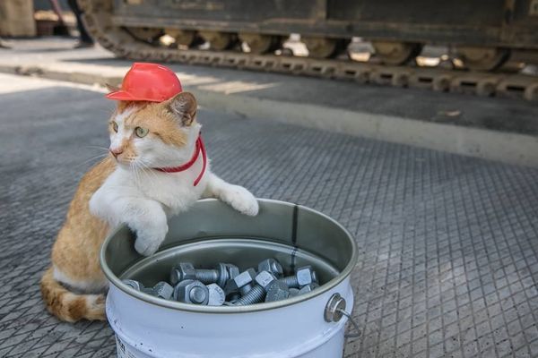 Mostik posing with a hardhat Mostik posing with a hardhat - Sputnik International