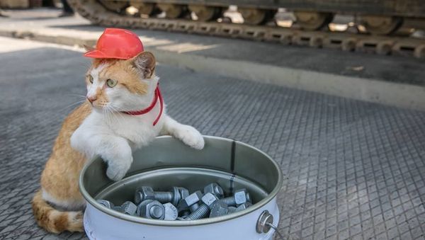 Mostik posing with a hardhat - Sputnik International