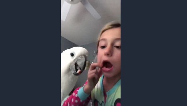 Orthodonbirb - Sputnik International
