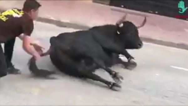 Bull - Sputnik International