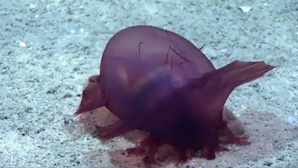 Check out this sea cuke using its little feet to grab sediment to move it into its mouth to feed - Sputnik International