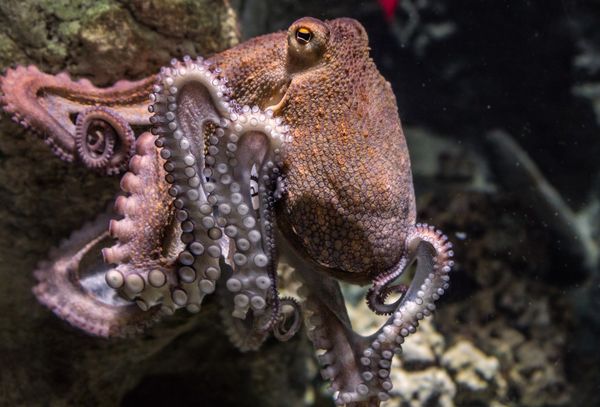 Octopus Octopus - Sputnik International