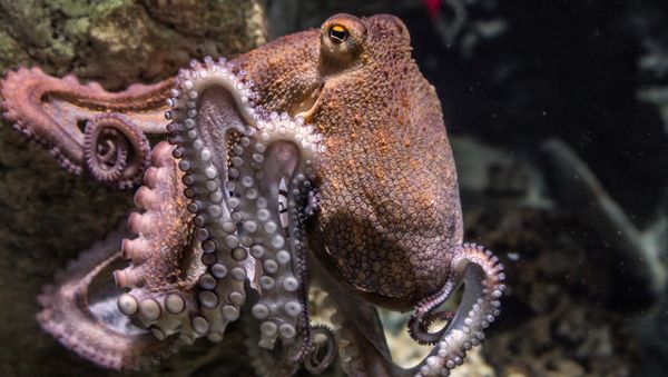 Octopus - Sputnik International