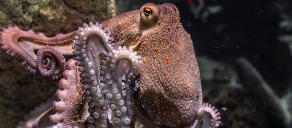 Octopus - Sputnik International