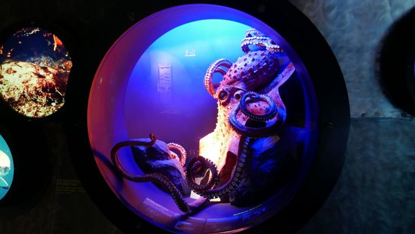 Octopus Octopus - Sputnik International
