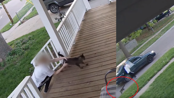 Catnapped! Cunning Kitten Escapes Would-be Kidnapper’s Clutches - Sputnik International