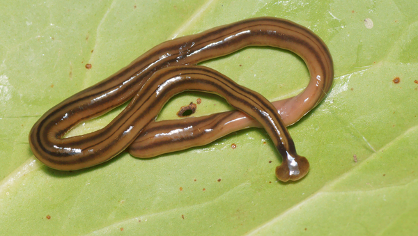 Hammerhead flatworm - Sputnik International