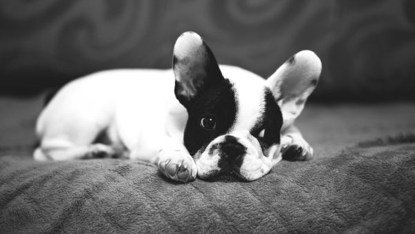 French bulldog - Sputnik International