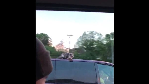 Just driving down the freeway - Sputnik International