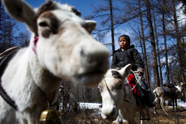 Meet the Inhabitants of Taiga Debris: Reindeer, Herders and Shamans of Mongolia - Sputnik International