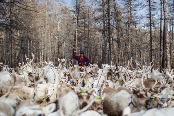 Meet the Inhabitants of Taiga Debris: Reindeer, Herders and Shamans of Mongolia - Sputnik International