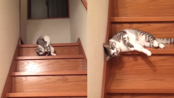 Apathetic Cat Takes Express Route Down Steps - Sputnik International