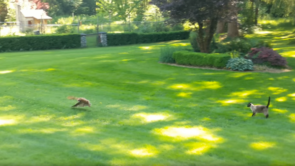 Prey of the Day: Rabbit’s Freedom From Cat Revoked by Ravenous Owl - Sputnik International