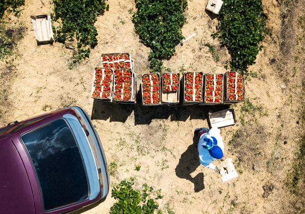Harvesting strawberries in the Russian region of Krasnodar Harvesting strawberries in the Russian region of Krasnodar - Sputnik International