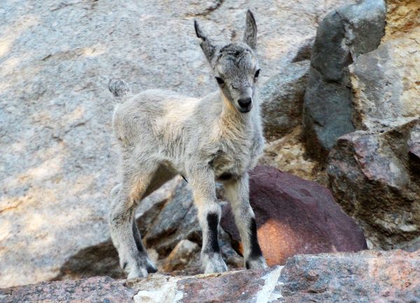 Newly born calf of an East Caucasian tur in the Moscow Zoo. Newly born calf of an East Caucasian tur in the Moscow Zoo. - Sputnik International