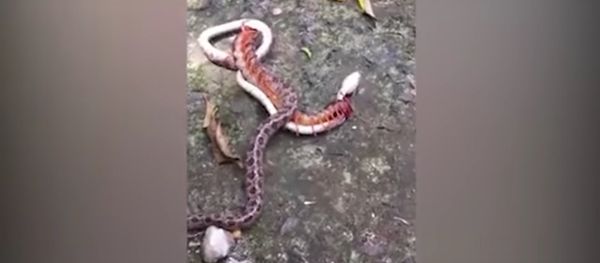 Snake found battling giant centipede in Vietnam Snake found battling giant centipede in Vietnam - Sputnik International
