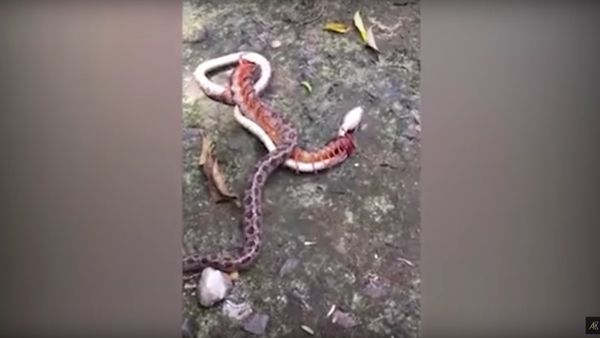Snake found battling giant centipede in Vietnam - Sputnik International