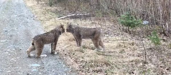 Two Lynx in Ontario Have Intense Conversation Two Lynx in Ontario Have Intense Conversation - Sputnik International