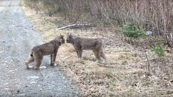 Two Lynx in Ontario Have Intense Conversation - Sputnik International