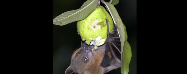 A bat feeds on a guava fruit in Siliguri, India. - Sputnik International