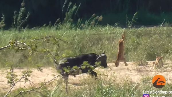 Buffalo Launches Lion into Air to Save Lizard - Sputnik International