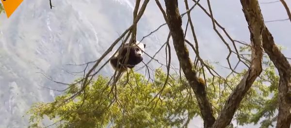 A giant panda cub was in the Wolong Nature Reserve in China A giant panda cub was in the Wolong Nature Reserve in China - Sputnik International