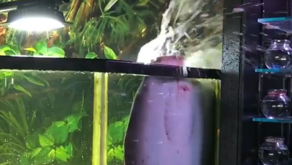 Stingray Lets Off Some Feeding Time Frustration - Sputnik International