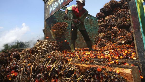 A worker unloads palm fruits at a palm oil processing plant in Lebak, Indonesia, Tuesday, June 19, 2012 - Sputnik International