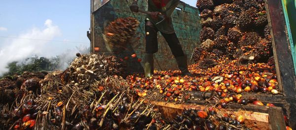 A worker unloads palm fruits at a palm oil processing plant in Lebak, Indonesia, Tuesday, June 19, 2012 A worker unloads palm fruits at a palm oil processing plant in Lebak, Indonesia, Tuesday, June 19, 2012 - Sputnik International