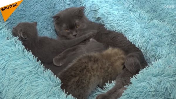 Monica the cat adopts lynx cub at Chudesny Zoo - Sputnik International
