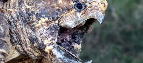The jaws of an alligator snapping turtle (File) The jaws of an alligator snapping turtle (File) - Sputnik International