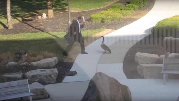 Man vs. Canada Goose - Sputnik International